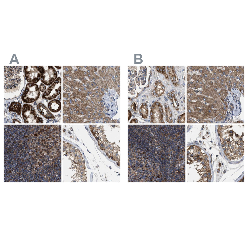 Anti-TACO1 Antibody