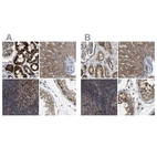 Anti-TACO1 Antibody
