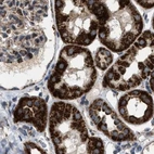 Immunohistochemical staining of human kidney using Anti-TACO1 antibody HPA021626.