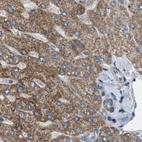 Immunohistochemical staining of human liver using Anti-TACO1 antibody HPA021626.