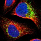 Immunofluorescent staining of human cell line U-2 OS shows localization to nucleus & mitochondria.