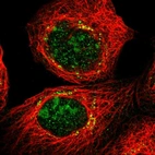 Immunofluorescent staining of human cell line A-431 shows localization to nucleoli & the Golgi apparatus.