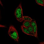 Immunofluorescent staining of human cell line Hep G2 shows localization to nucleus.