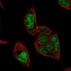 Immunofluorescent staining of human cell line Hep G2 shows localization to nucleus.