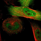 Immunofluorescent staining of human cell line U-251 MG shows localization to nucleoplasm & cytosol.