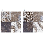 Anti-TACO1 Antibody