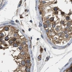 Immunohistochemical staining of human testis using Anti-TACO1 antibody HPA021643.