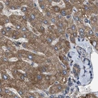 Immunohistochemical staining of human liver using Anti-TACO1 antibody HPA021643.