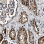 Immunohistochemical staining of human kidney using Anti-TACO1 antibody HPA021643.