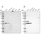 Western blot analysis using Anti-TACO1 antibody HPA021643 (A) shows similar pattern to independent antibody HPA021626 (B).