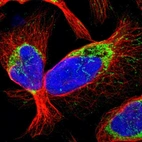 Immunofluorescent staining of human cell line U-2 OS shows localization to mitochondria.