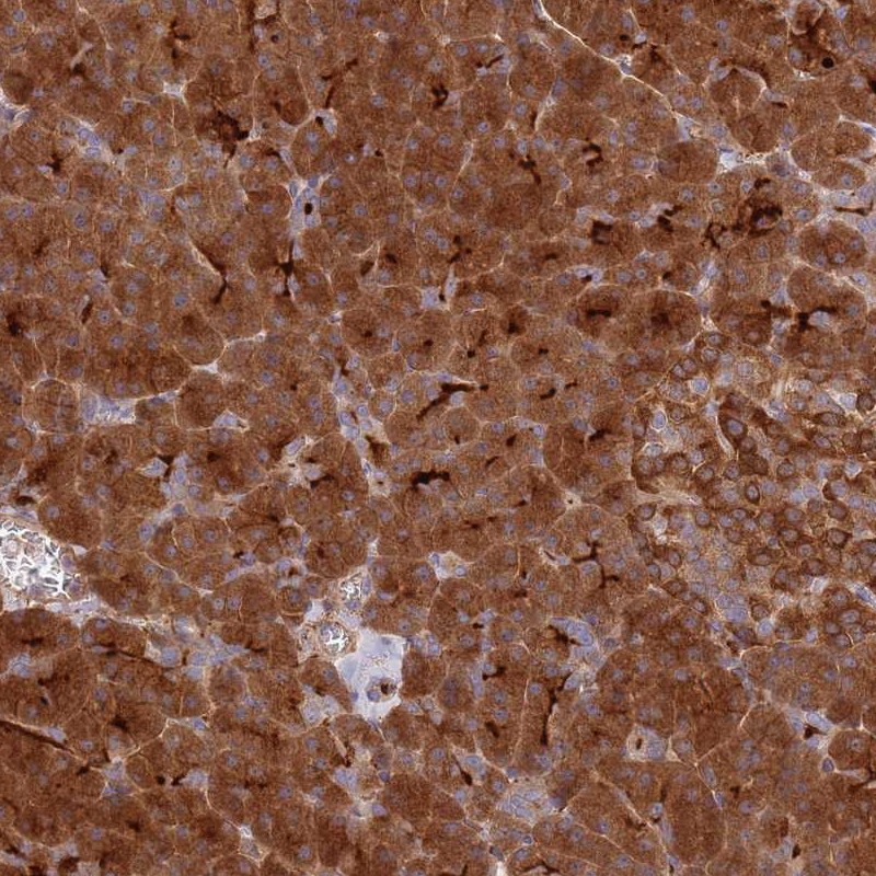 Anti-KIAA0368 Antibody