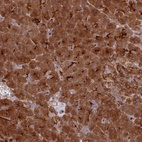 Anti-KIAA0368 Antibody