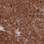 Anti-KIAA0368 Antibody