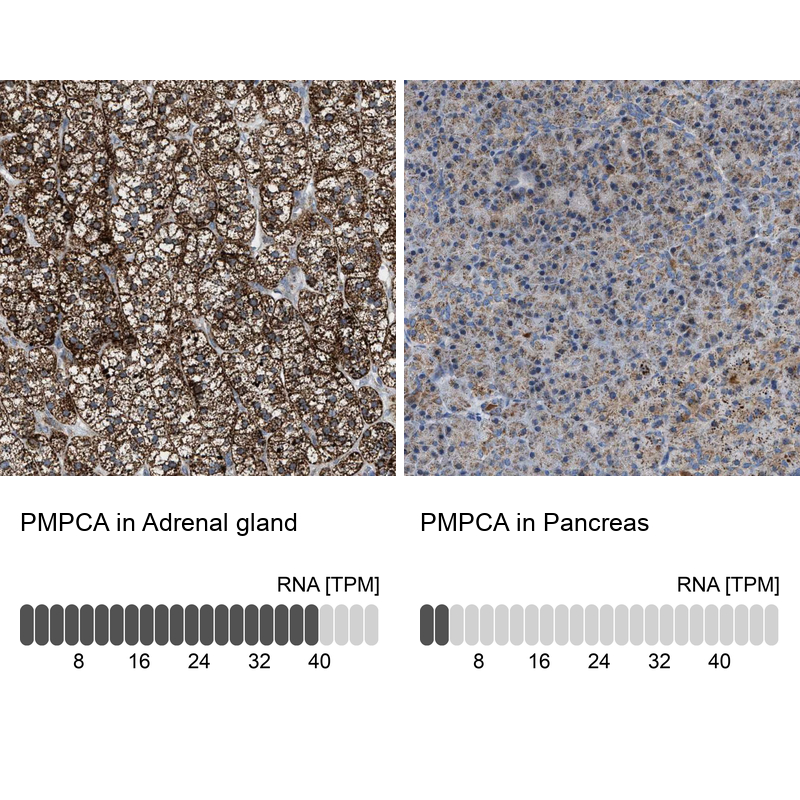 Anti-PMPCA Antibody