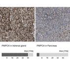 Anti-PMPCA Antibody