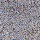 Immunohistochemical staining of human pancreas shows low expression as expected.