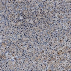 Immunohistochemical staining of human pancreas shows low expression as expected.