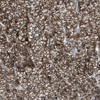 Immunohistochemical staining of human adrenal gland shows high expression.