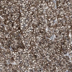Immunohistochemical staining of human adrenal gland shows high expression.