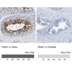 Anti-DNAI1 Antibody