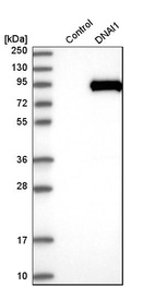 Western blot analysis in control (vector only transfected HEK293T lysate) and dNAI1 over-expression lysate (Co-expressed with a C-terminal myc-DDK tag (~3.1 kDa) in mammalian HEK293T cells, LY402158).