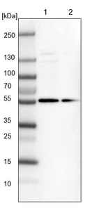 Lane 1: NIH-3T3 cell lysate (Mouse embryonic fibroblast cells)_br/_Lane 2: NBT-II cell lysate (Rat Wistar bladder tumour cells)