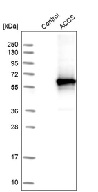 Western blot analysis in control (vector only transfected HEK293T lysate) and ACCS over-expression lysate (Co-expressed with a C-terminal myc-DDK tag (~3.1 kDa) in mammalian HEK293T cells, LY410022).