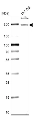 Western blot analysis in human cell line U-2 OS.