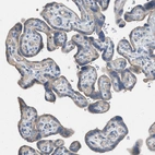Immunohistochemical staining of human placenta shows weak cytoplasmic positivity in trophoblastic cells.