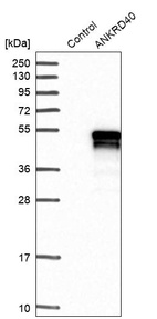 Western blot analysis in control (vector only transfected HEK293T lysate) and ANKRD40 over-expression lysate (Co-expressed with a C-terminal myc-DDK tag (~3.1 kDa) in mammalian HEK293T cells, LY409432).