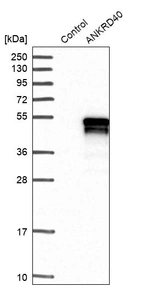 Western blot analysis in control (vector only transfected HEK293T lysate) and ANKRD40 over-expression lysate (Co-expressed with a C-terminal myc-DDK tag (~3.1 kDa) in mammalian HEK293T cells, LY409432).