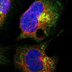 Immunofluorescent staining of human cell line U-2 OS shows localization to cytosol & the Golgi apparatus.