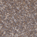 Immunohistochemical staining of human lymph node shows moderate cytoplasmic positivity in non-germinal center cells.