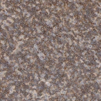 Immunohistochemical staining of human lymph node shows moderate cytoplasmic positivity in non-germinal center cells.