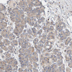 Immunohistochemical staining of human pancreas shows weak cytoplasmic positivity in exocrine glandular cells.