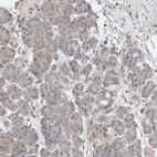 Immunohistochemical staining of human pancreas shows weak cytoplasmic positivity in exocrine glandular cells.