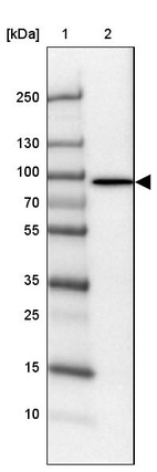Anti-PLCD1 Antibody