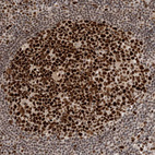 Immunohistochemical staining of human lymph nodes shows strong nuclear positivity in germinal center cells.