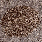 Immunohistochemical staining of human lymph nodes shows strong nuclear positivity in germinal center cells.