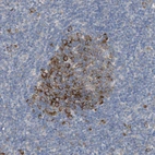 Immunohistochemical staining of human tonsil shows moderate to strong cytoplasmic positivity in germinal center cells.