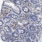 Immunohistochemical staining of human small intestine shows no positivity in glandular cells as expected.