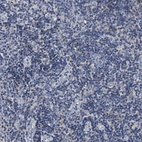 Immunohistochemical staining of human tonsil shows no positivity in non-germinal center cells as expected.