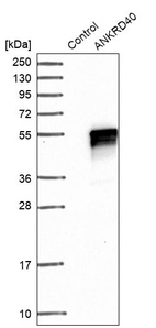 Western blot analysis in control (vector only transfected HEK293T lysate) and ANKRD40 over-expression lysate (Co-expressed with a C-terminal myc-DDK tag (~3.1 kDa) in mammalian HEK293T cells, LY409432).