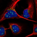Immunofluorescent staining of human cell line U-2 OS shows localization to nucleoli & the Golgi apparatus.