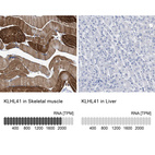 Anti-KLHL41 Antibody