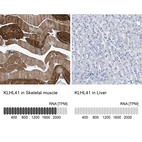 Anti-KLHL41 Antibody