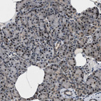 Immunohistochemical staining of human pancreas shows moderate nuclear positivity in exocrine glandular cells.