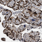 Immunohistochemical staining of human placenta shows strong nuclear and cytoplasmic positivity in trophoblastic cells.