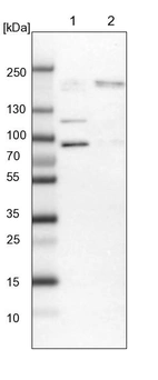 Lane 1: NIH-3T3 cell lysate (Mouse embryonic fibroblast cells)_br/_Lane 2: NBT-II cell lysate (Rat Wistar bladder tumour cells)